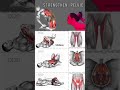 Kegel Exercises For Men Kegel Exercise Bangle Shorts Kegelexercises Fitness