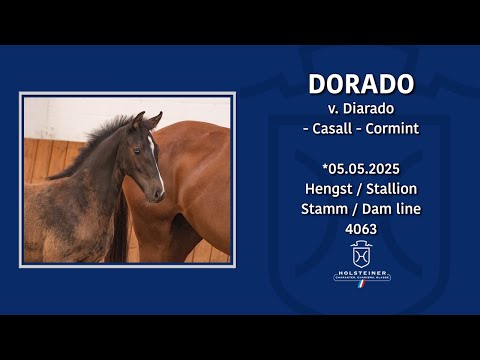 Holsteiner Fohlenmonat | Nr. 09 v. Diarado - Casall