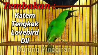 Download lagu Tembakan cucak ijo gacor isian kapas tembak, Tengkek udang, Lovebird dll mp3