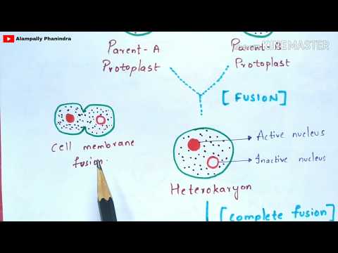 Plant tissue culture technique Step by step process Procedure Bio science