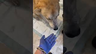 Video preview image #1 Labrenees Puppy For Sale in York, SC, USA