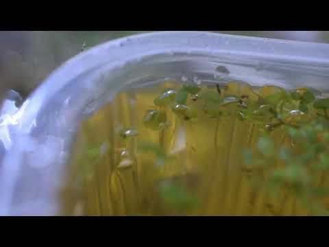 Zwergkrallenfrösche -- Kaulquappen