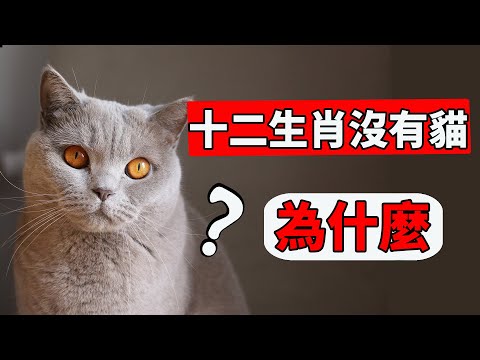 貓 生肖