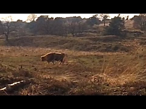 Nationaal Park Veluwezoom Rozendaal Dashcam HD