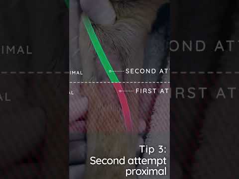 Tips for placing IV catheters  in veterinary #clinicalskills #catheter #vet #vetschool #vettech #dog