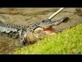 Dangerous Deep Water Rescue Gator Boys