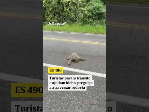 Turistas param trânsito e ajudam bicho-preguiça a atravessar rodovia #shorts #noticias