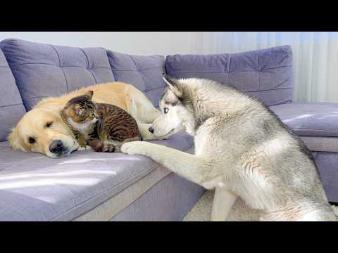 YouTube 썸네일