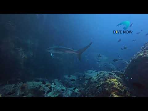 Scuba diving with Sharks at Tie Dye Arch at the Poor Knights