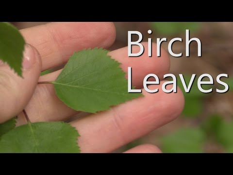 Survival Medicine - Birch Leaves (Betula)