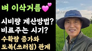 벼 이삭거름???? 시비량 계산방법? 이삭거름 주는 시기? 수확량 증가와 도복(쓰러짐) 관계 ????