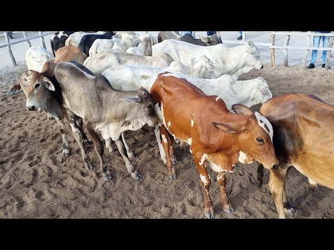 feira de gado em jupi Pe 21-04-2024 gado com preço