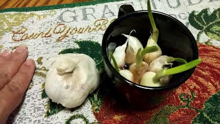 Growing Garlic from Store Bought Bulbs | Quick And Easy