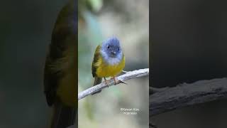 Download lagu Cantik ‼️ Burung Kecil Sikatan Kepala Abu mp3 Download lagu Cantik ‼️ Burung Kecil Sikatan Kepala Abu mp3