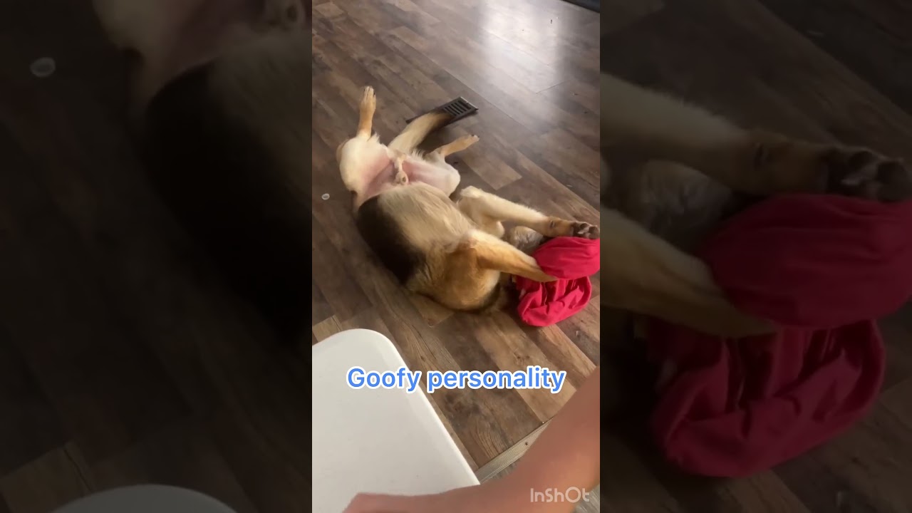 Enlarge Zane (KID FRIENDLY), an adoptable German Shepherd Dog in Greeneville, TN video 6/6