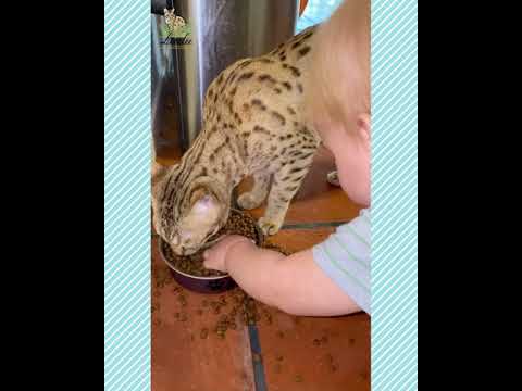 Baby Feeding Savannah Cat! 😻