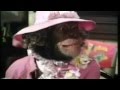 Captain Beefheart - Apes-Ma