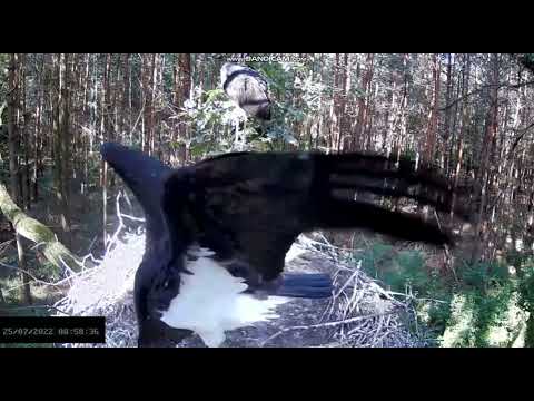 Bociany czarne online 2022 - Pierwszy wylot Figo i Fago 25.07.2022