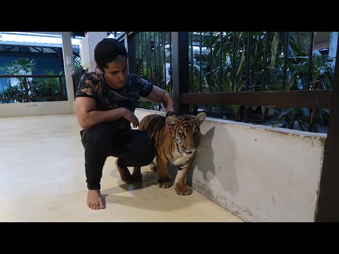 download lagu mp3 mp4 Danish Tiger, download lagu Danish Tiger gratis, unduh video klip Danish Tiger