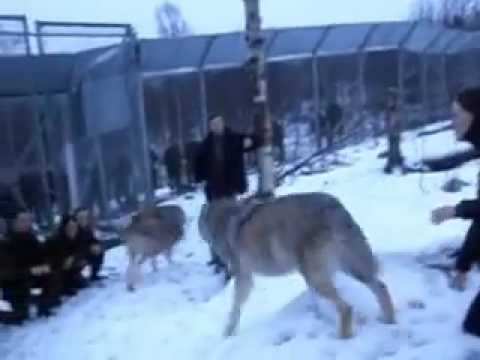 Soliders meet wolves / Norway
