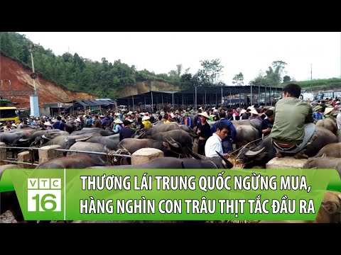 , title : 'Thương lái Trung Quốc quay xe, hàng nghìn con trâu thịt tắc đầu ra, giá rẻ hơn lợn hơi | VTC16'