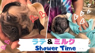 うちの子たちの入浴シーン！パグのシャワーの入れ方ポイント解説付き[Pug Daddy/パグダディ]日常編⑾