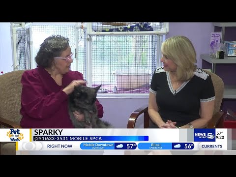 Pet of the Week: Pom-mix needs quiet home - YouTube