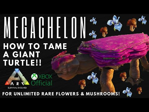 Giant Turtle (Megachelon) taming! Official Server!