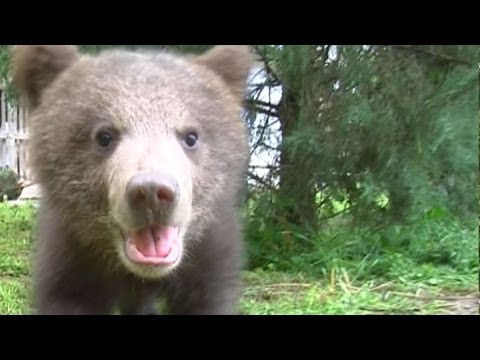 Mira Adanja-Polak: Tri mala mečeta