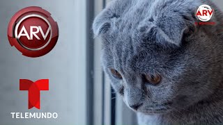 10 cosas que los gatos odian | Al Rojo Vivo