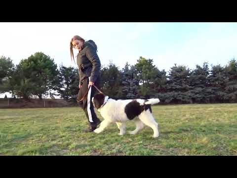 Hakon vom Promnitztal, 12 Wochen alt