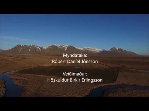 Vísindaveiðar í Víðidalsá vorið 2016