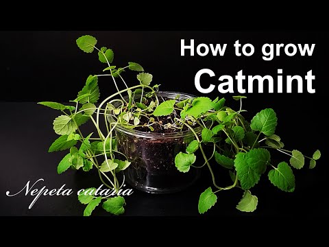 How to grow Catmint｜Growing mints for your cat｜Catnip, Catenep｜How to grow #24 Catmint｜Eng Sub