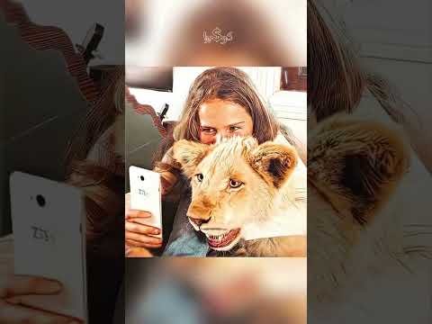 الاب جاب للبنت شبل اسد ابيض في عيد ميلادها 🫢
