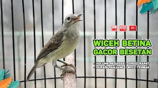 Download lagu Kolibri Kelapa Betina Gacor‼️ Cocok untuk Masteran Murai, Kacer, dan Burung Bahan ( Episode 01 ) mp3 Download lagu Kolibri Kelapa Betina Gacor‼️ Cocok untuk Masteran Murai, Kacer, dan Burung Bahan ( Episode 01 ) mp3