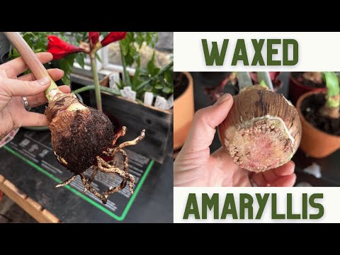 How To Get Your Waxed Amaryllis Bulb to Re-Root And Bloom Again! Aftercare tips! //FlowerFanatic