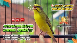 Download lagu Mozambik GACOR‼️ Cocok untuk Masteran dan Materi ISIAN KENARI #03 mp3