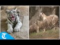 Environment Minister Bhupendra Yadav Releases White Tiger Cubs In Delhi Zoo
