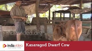 Kasaragod Dwarf Cow 