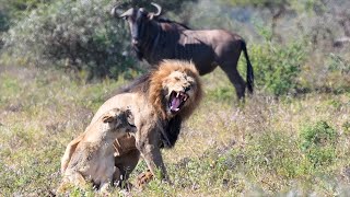Male Lion And Lioness Perform A Show While Wildebeest Watches