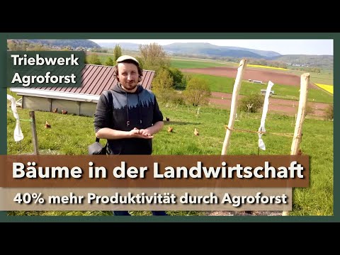 Agroforstwirtschaft - Bäume zurück in die Landwirtschaft | Triebwerk Agroforst | 2023