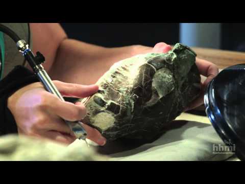 Anthony Barnosky and Kaitlin Maguire Measure Mammal Extinctions | HHMI BioInteractive Video
