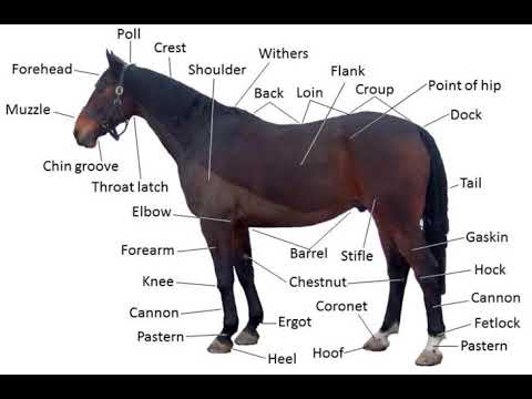 اجزاء جسم الحصان بالانجليزي Parts of a Horse