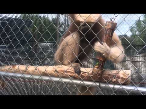 Gibbon with puzzle feeder