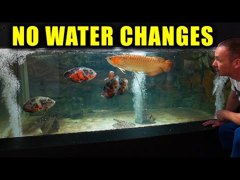 FULLY AUTOMATIC WATER CHANGES for my aquariums The king of DIY