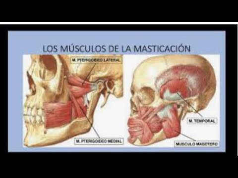 Músculos de la masticación. Arco reflejo masticatorio. Trismo y Bruxismo