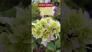 Download lagu 🎵 Dawai Asmara ❤️ Rhoma Irama Ft. Noer Halimah | Lagu Dangdut Klasik Paling Romantis & Legendaris mp3