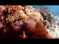Steigenberger Coraya Beach & Coraya Divers - Maerz 2017 Marsa Alam