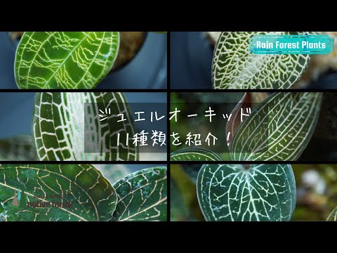 園芸 ジュエルランの種類と栽培方法