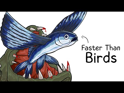 Why it Sucks To Be Born As a Flying Fish